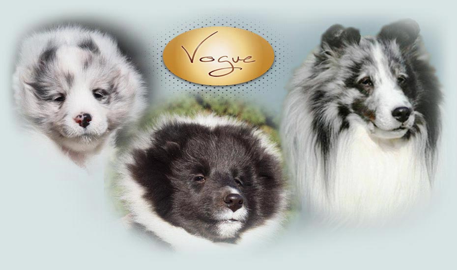 Vogue Shelties Home Page